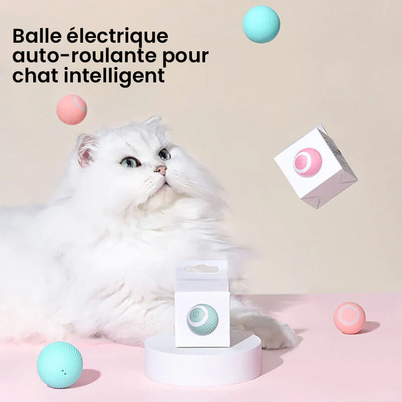 Cache-cache chat taquin