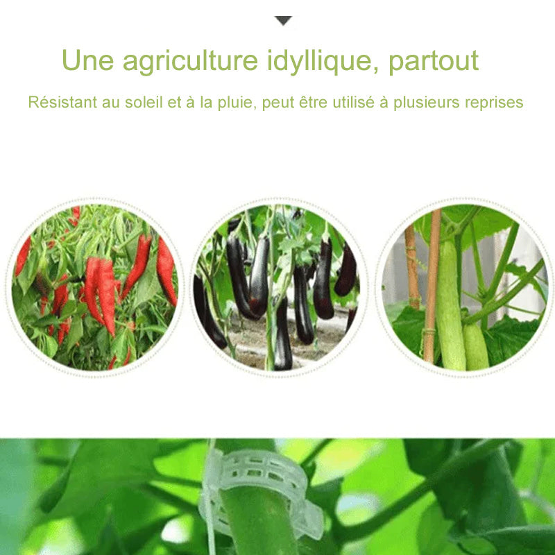 Clips de support pour plantes