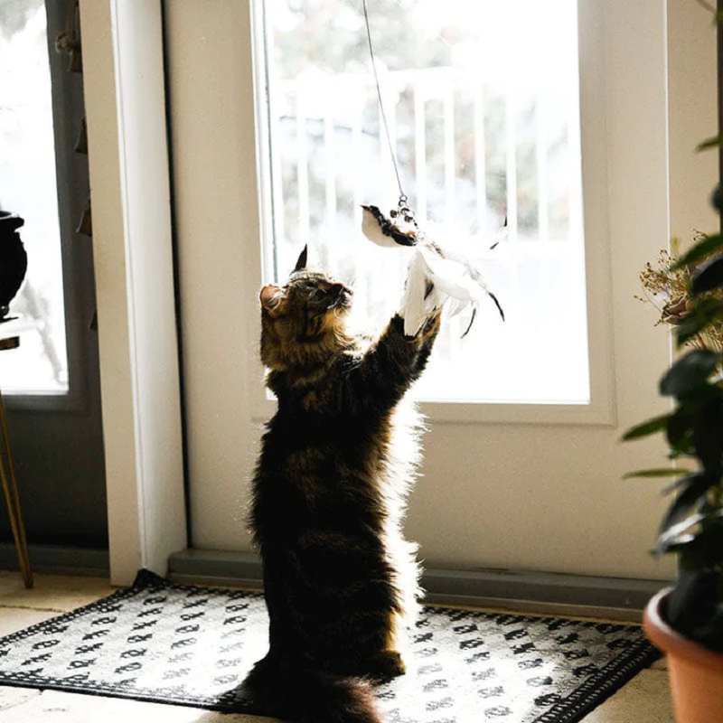 Chaton Jouant Teaser Baguette Jouet